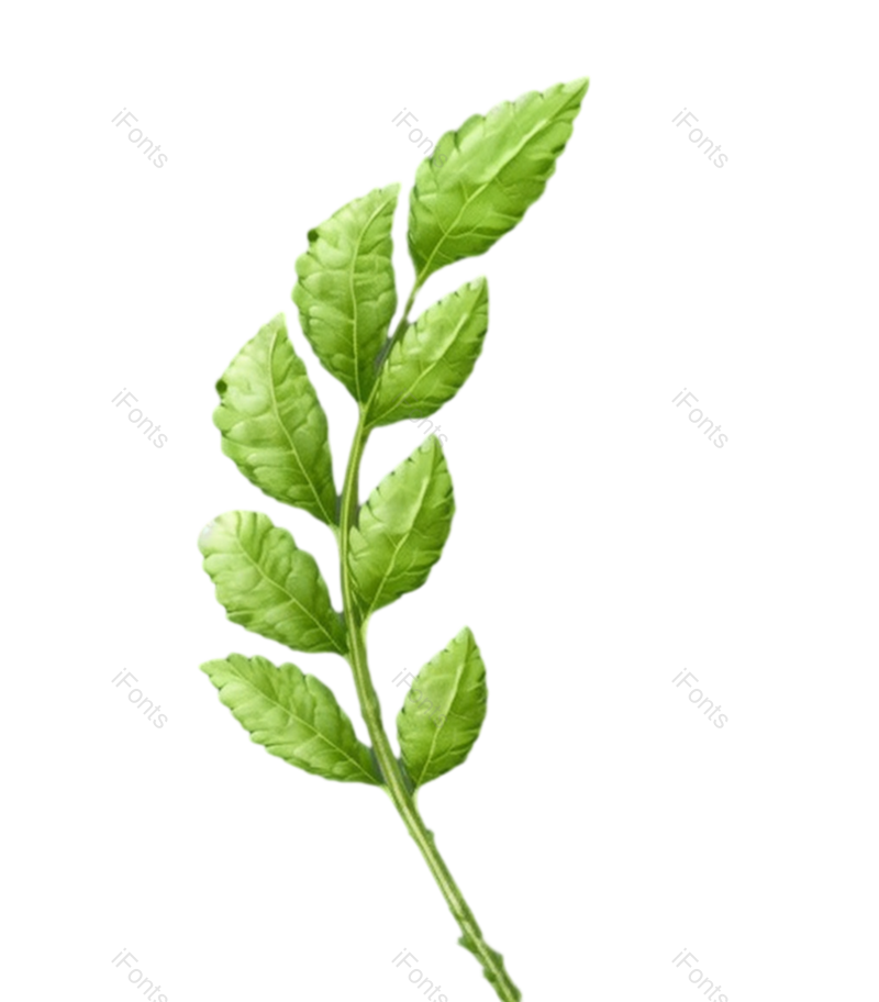 叶子图片,纹理元素,清新PNG,户外免抠素材